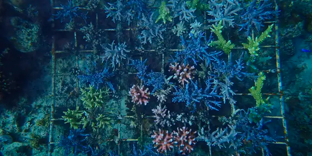 Zepp Health and Coral Guardian's Restored Coral Reefs, One Year Later